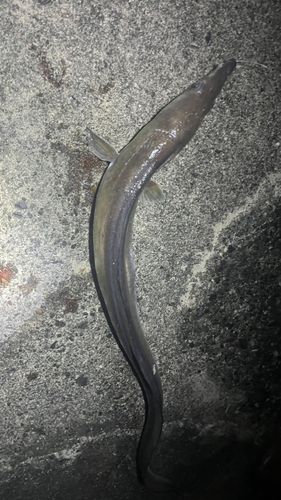 長浜港（伊予）