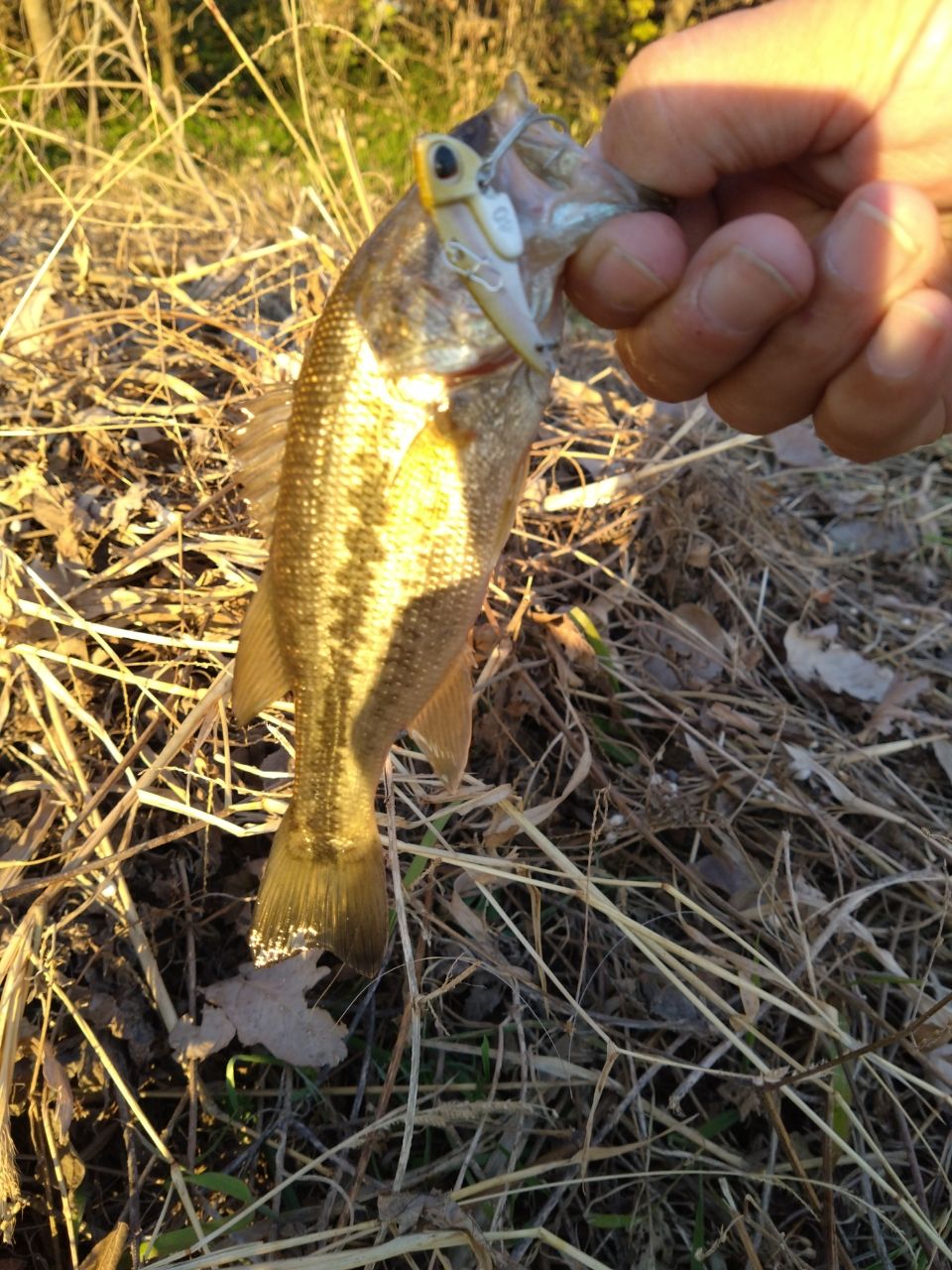 ラージマウスバス