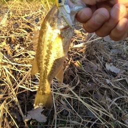 ラージマウスバス