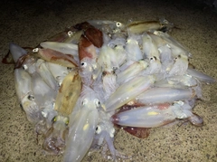 マメイカの釣果