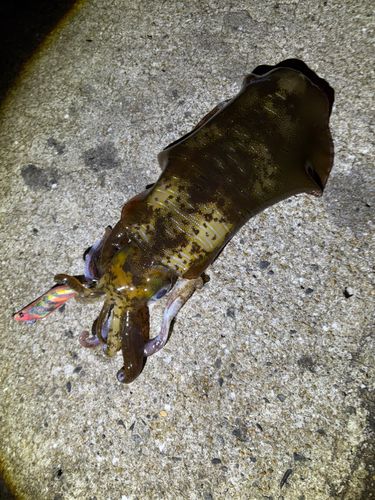 アオリイカの釣果