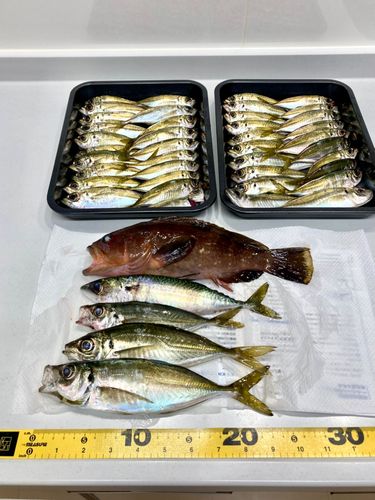 アジの釣果