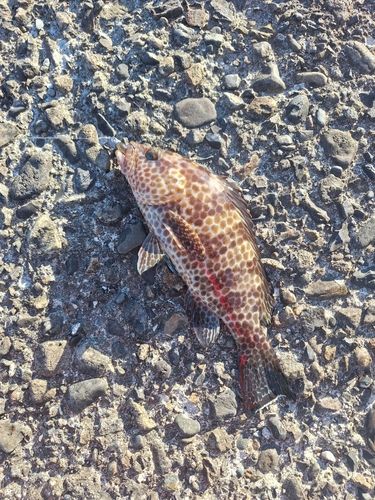 オオモンハタの釣果