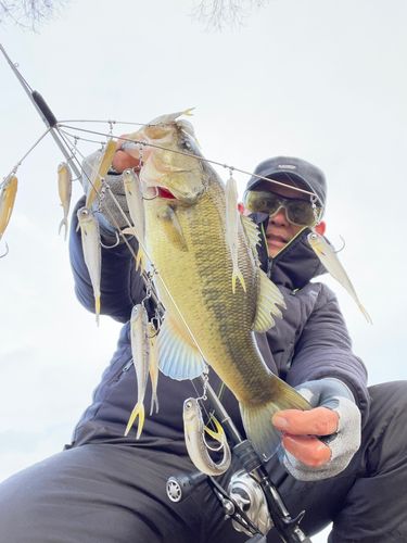 ブラックバスの釣果