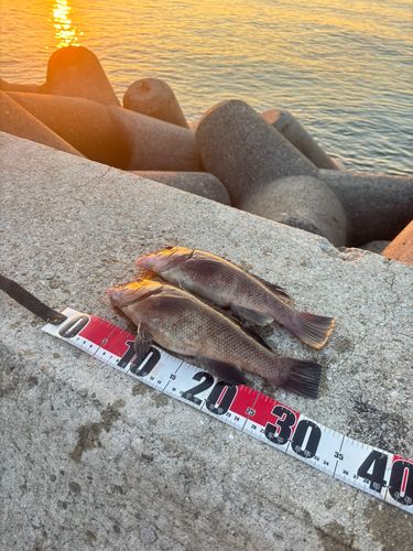 コブダイの釣果