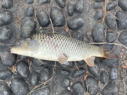 コイの釣果