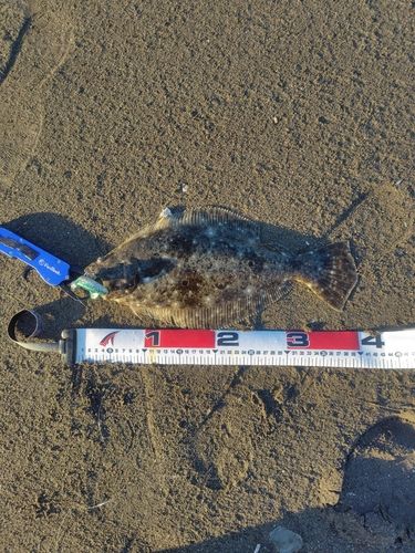 ヒラメの釣果