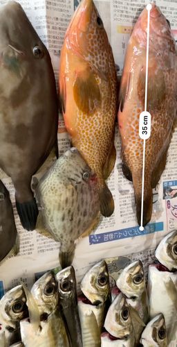 キジハタの釣果