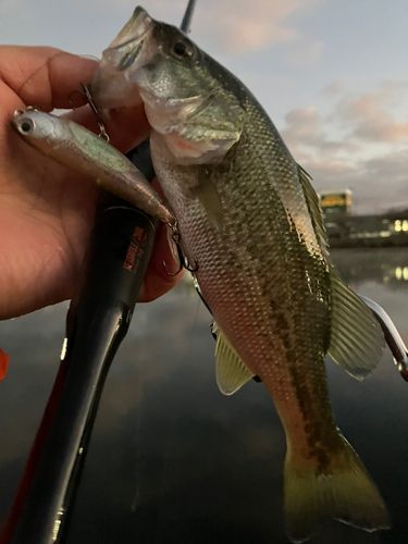 ブラックバスの釣果