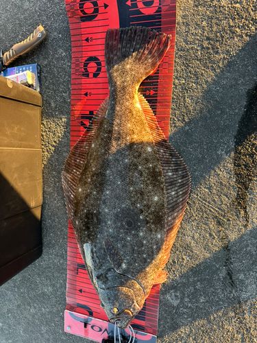 ヒラメの釣果