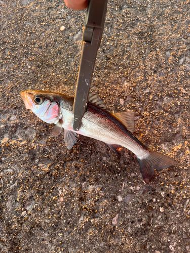 セイゴ（ヒラスズキ）の釣果