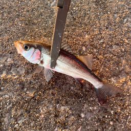 セイゴ（ヒラスズキ）