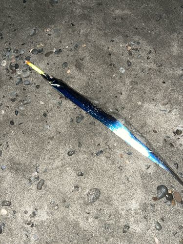 タチウオの釣果