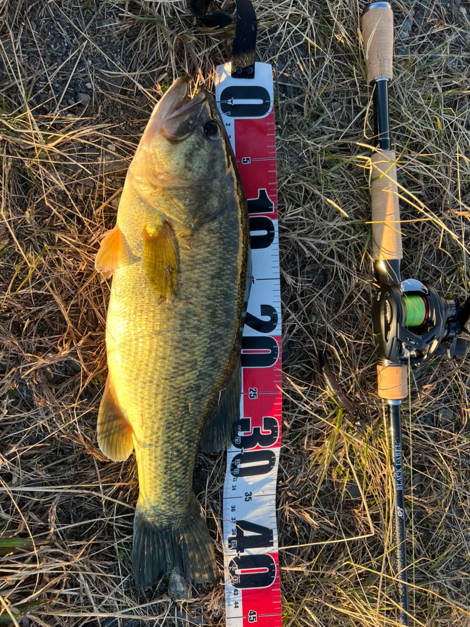 DAIWA 19ブラックレーベル SG 671L/ML+FBの最安値・インプレ・釣果