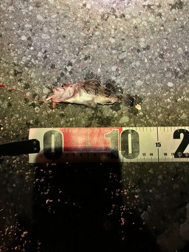 クロソイの釣果