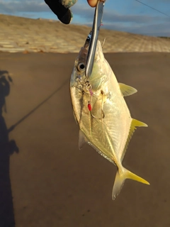 メッキの釣果