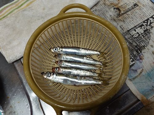 ウルメイワシの釣果