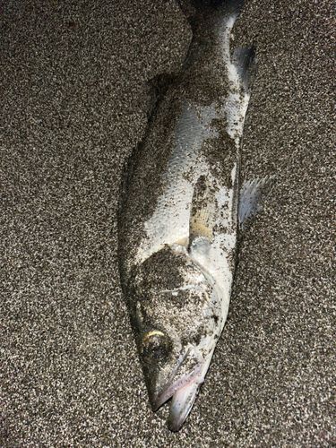 セイゴ（ヒラスズキ）の釣果