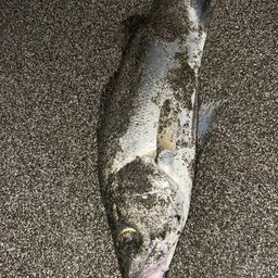 セイゴ（ヒラスズキ）