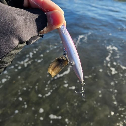 シタビラメの釣果