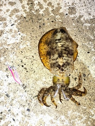 アオリイカの釣果