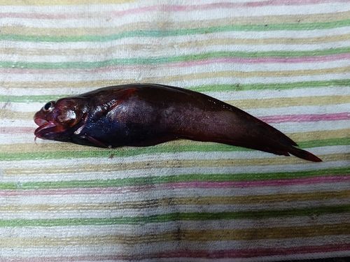 エゾイソアイナメの釣果