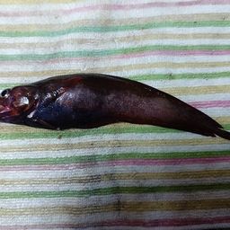 エゾイソアイナメ