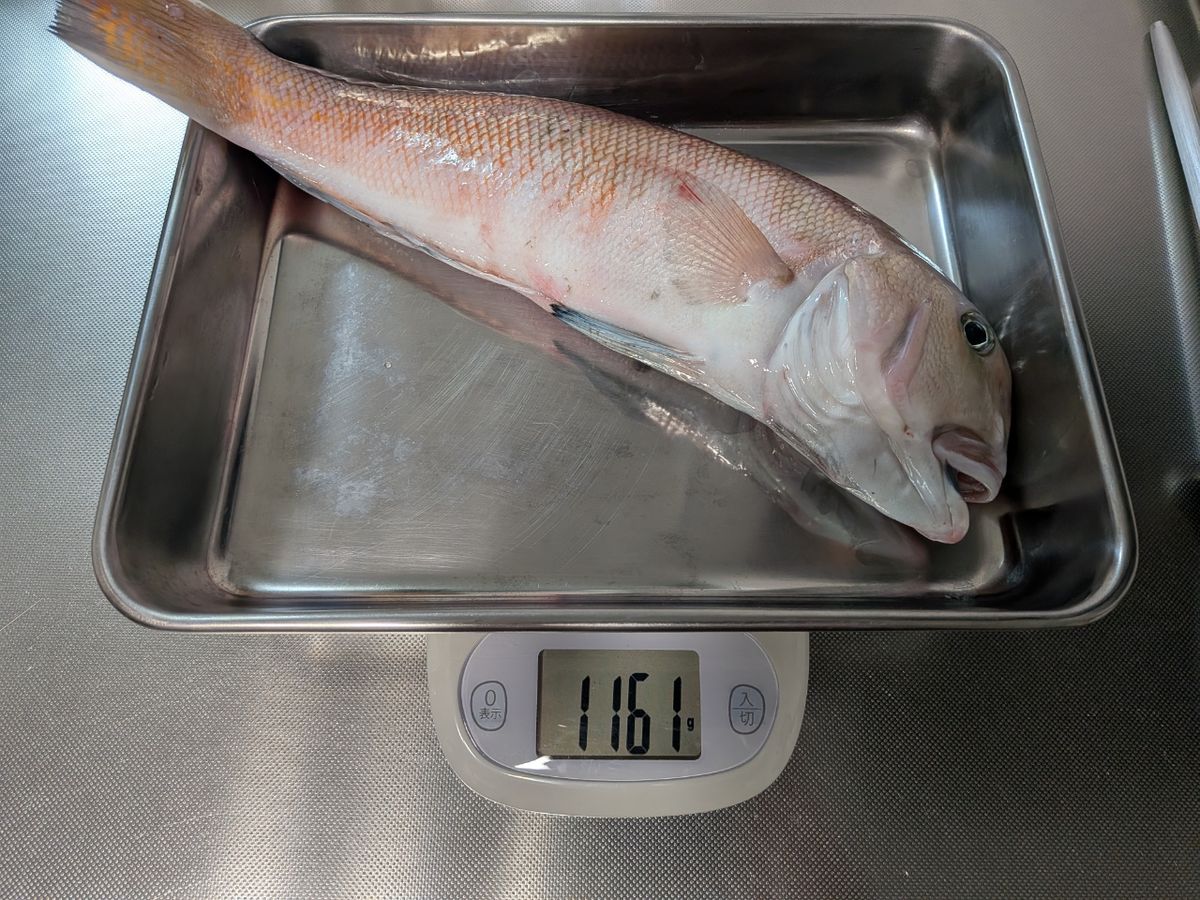 Logi-Wingさんの釣果 2枚目の画像