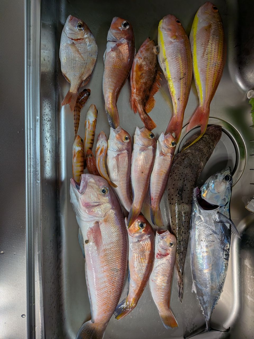 Logi-Wingさんの釣果 3枚目の画像