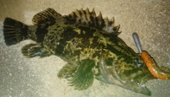 タケノコメバルの釣果