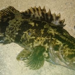 タケノコメバル