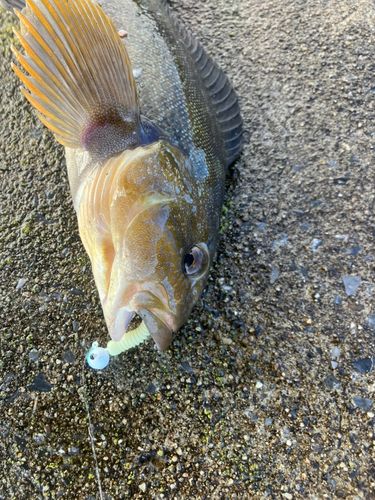 アイナメの釣果