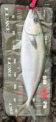 ヒラマサの釣果