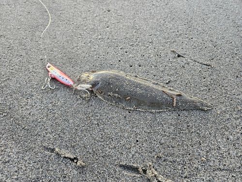 シタビラメの釣果