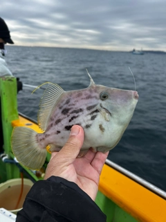 カワハギの釣果