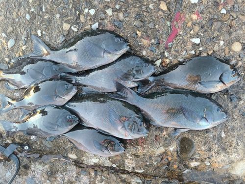 クチブトグレの釣果