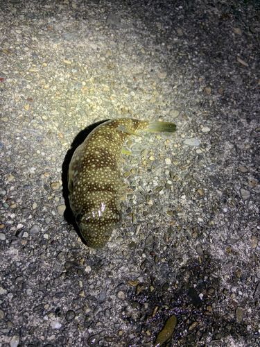 クサフグの釣果