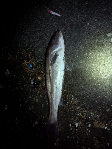 マルスズキの釣果