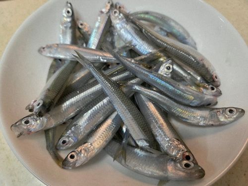 トウゴロウイワシの釣果