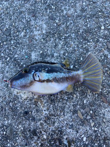 キタマクラの釣果