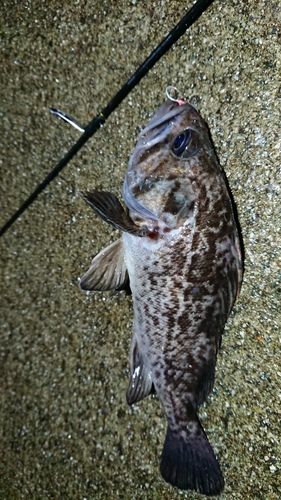 クロソイの釣果