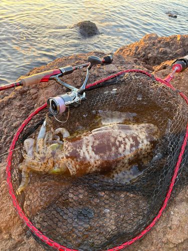 アオリイカの釣果