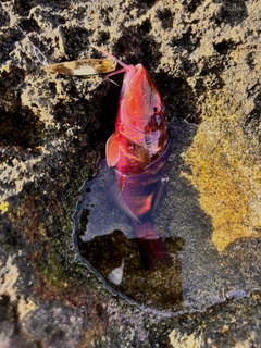 オジサンの釣果