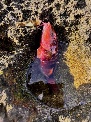 オジサンの釣果