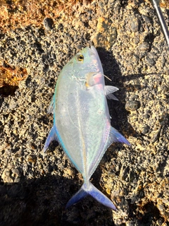 カスミアジの釣果