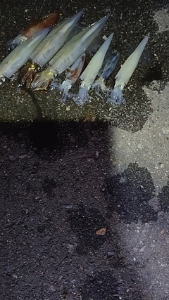 イカの釣果