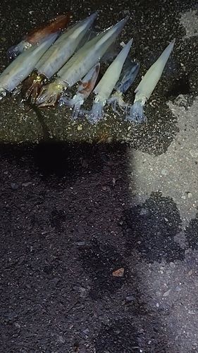 イカの釣果