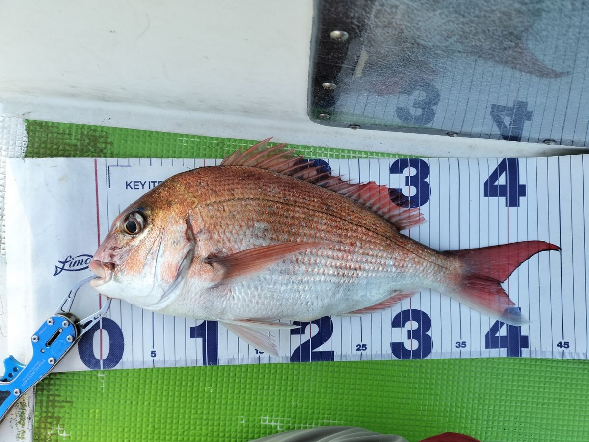 しん☆ちゃんさんの釣果 2枚目の画像