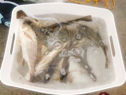 イシモチの釣果