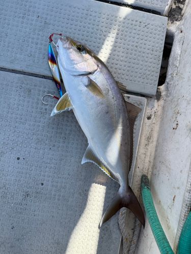 カンパチの釣果